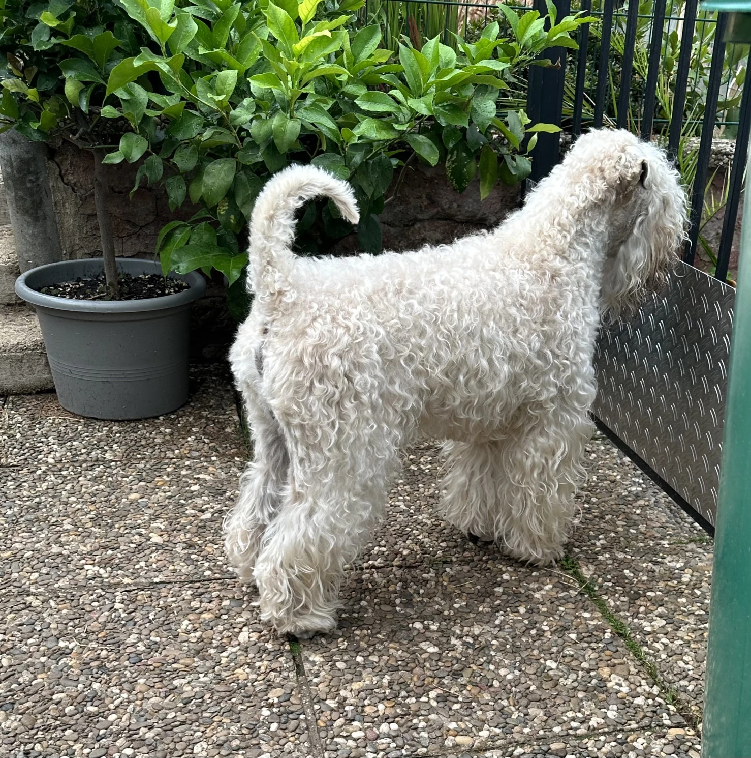 Hunde von Wheaten Vagabond