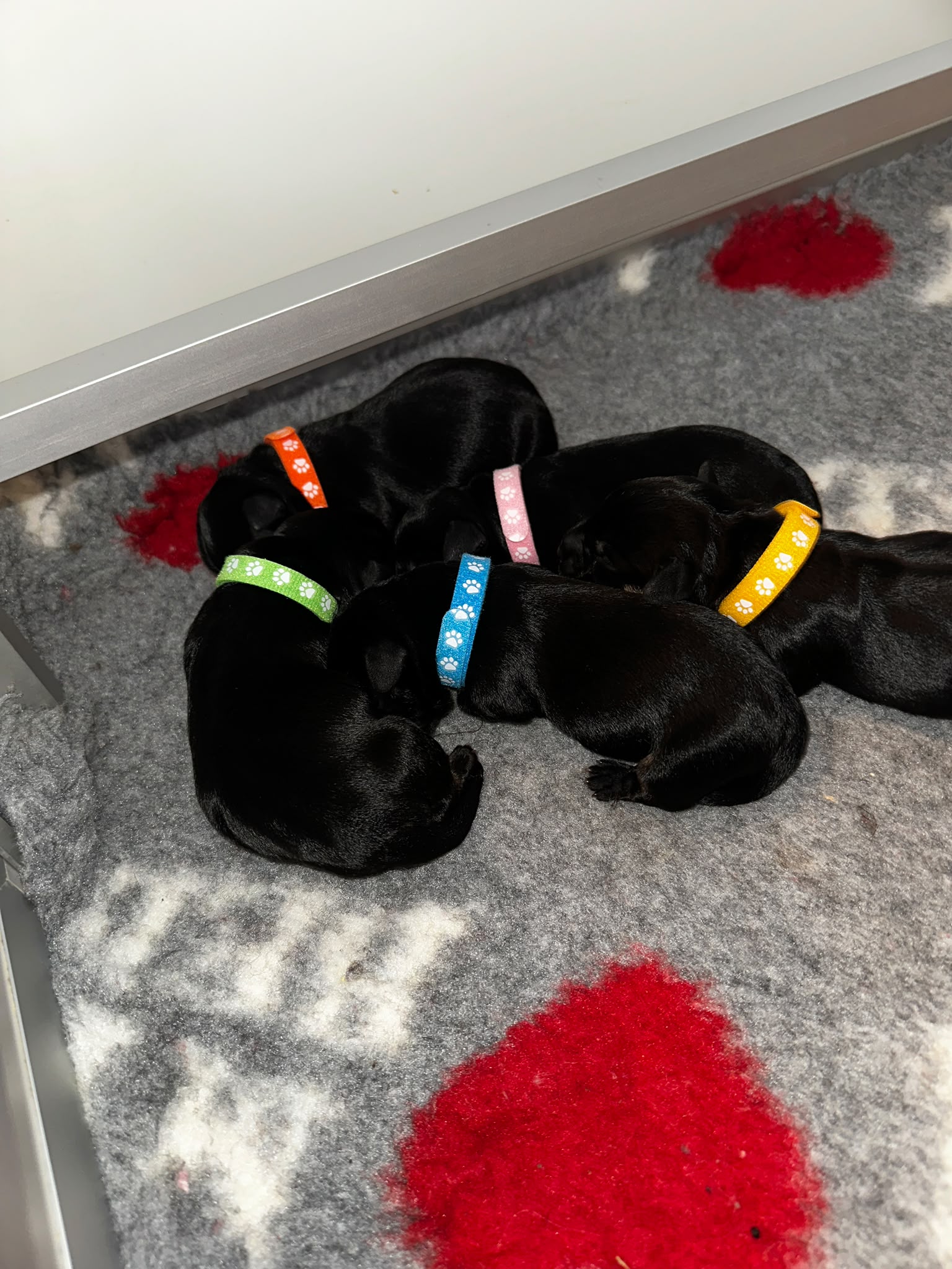 Fünf Cesky-Terrier-Welpen mit farbigen Bändchen