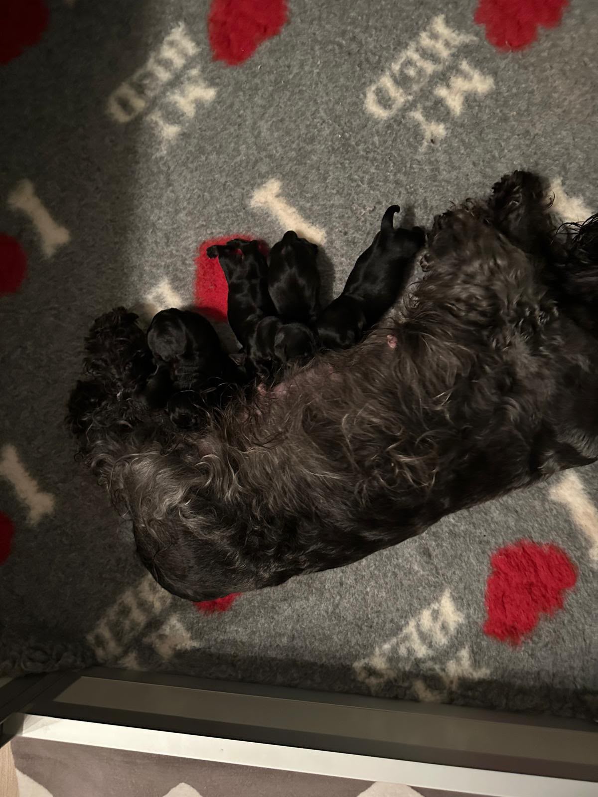 Cesky-Terrier-Hündin Anička mit ihren neugeborenen Welpen