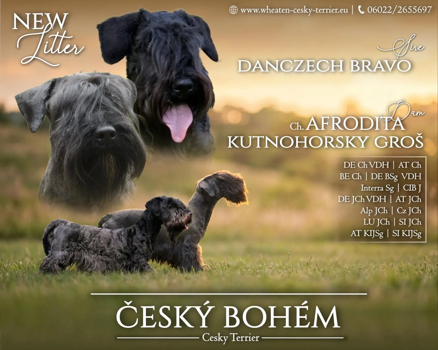 Wurfankündigung Ceský Bohém: Danczech Bravo und Ch. Afrodita Kutnohorsky Groš mit Cesky-Terrier-Welpen