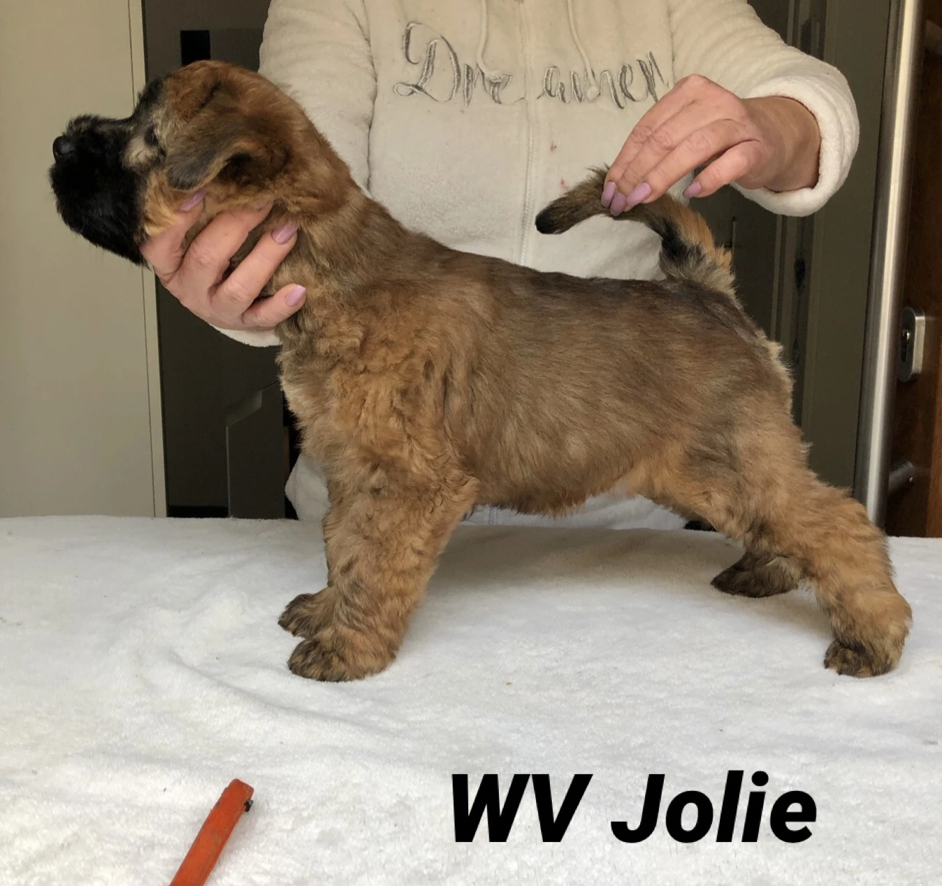 Wurf J von Wheaten Vagabond