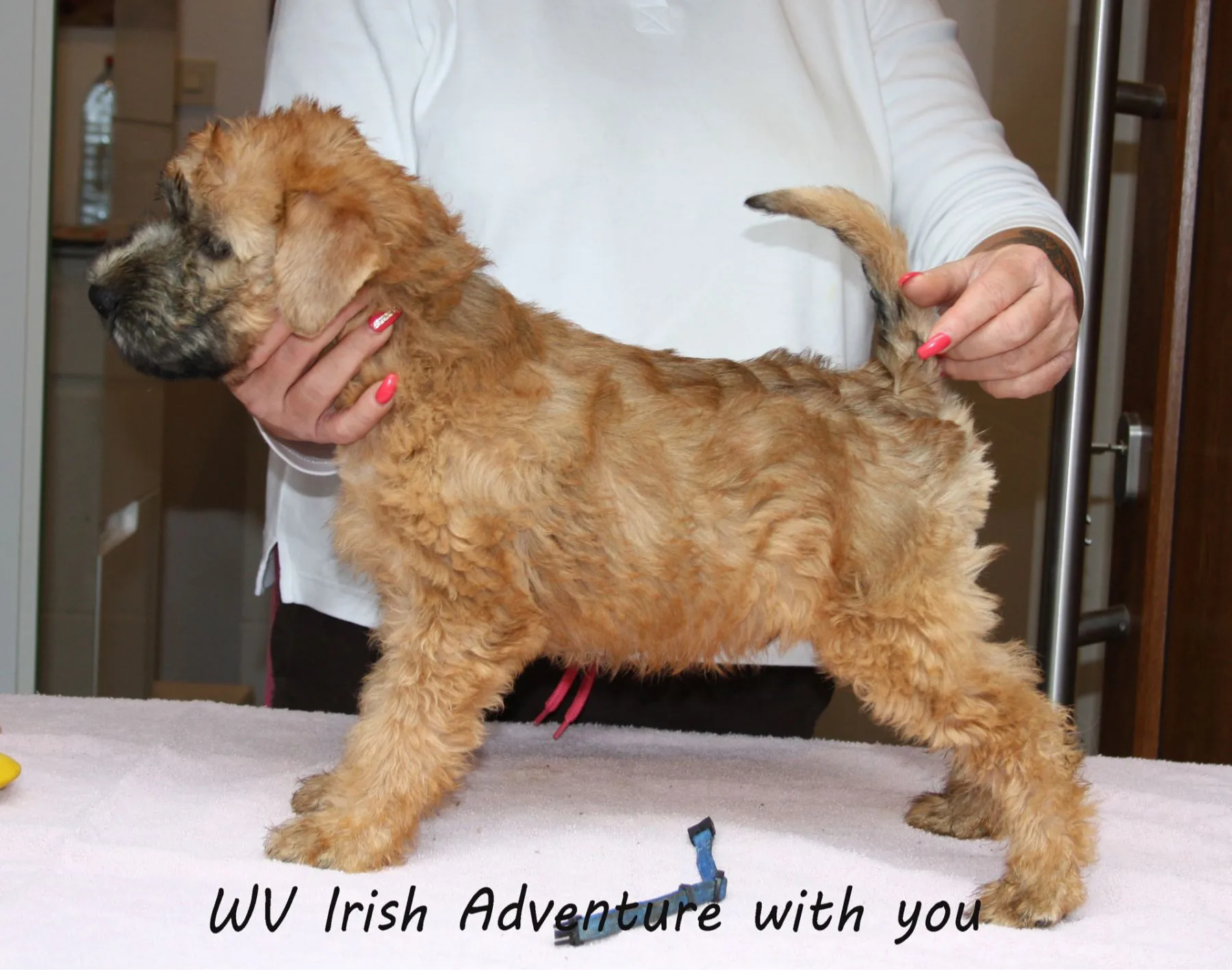 Wurf I von Wheaten Vagabond