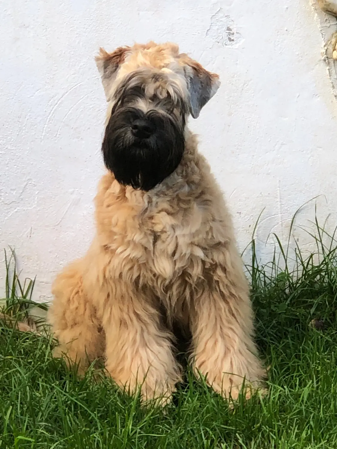 Internationale Frühlingshundeausstellung von Wheaten Vagabond