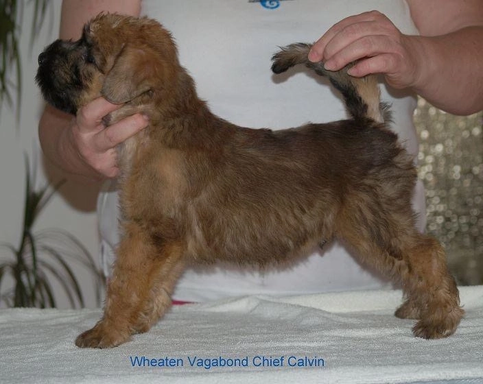 Wurf C von Wheaten Vagabond