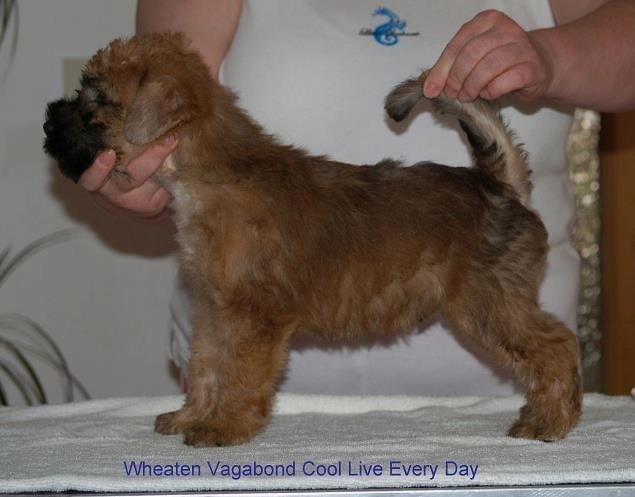Wurf C von Wheaten Vagabond