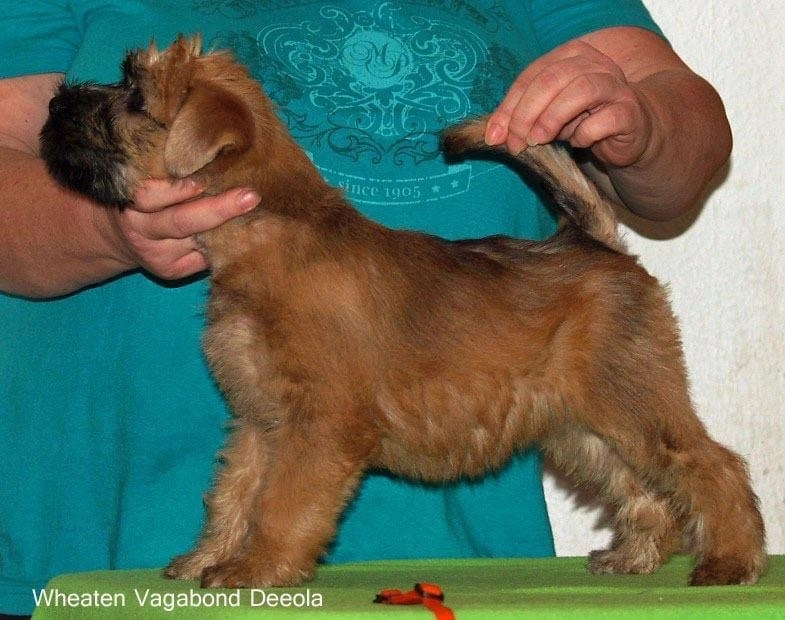 Wurf D von Wheaten Vagabond