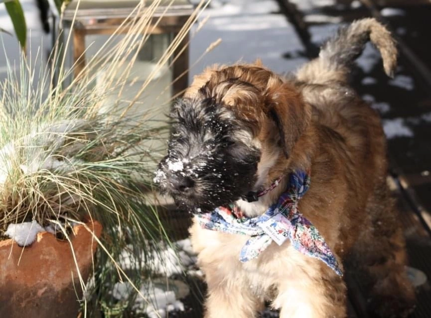 Hunde spielen von Wheaten Vagabond