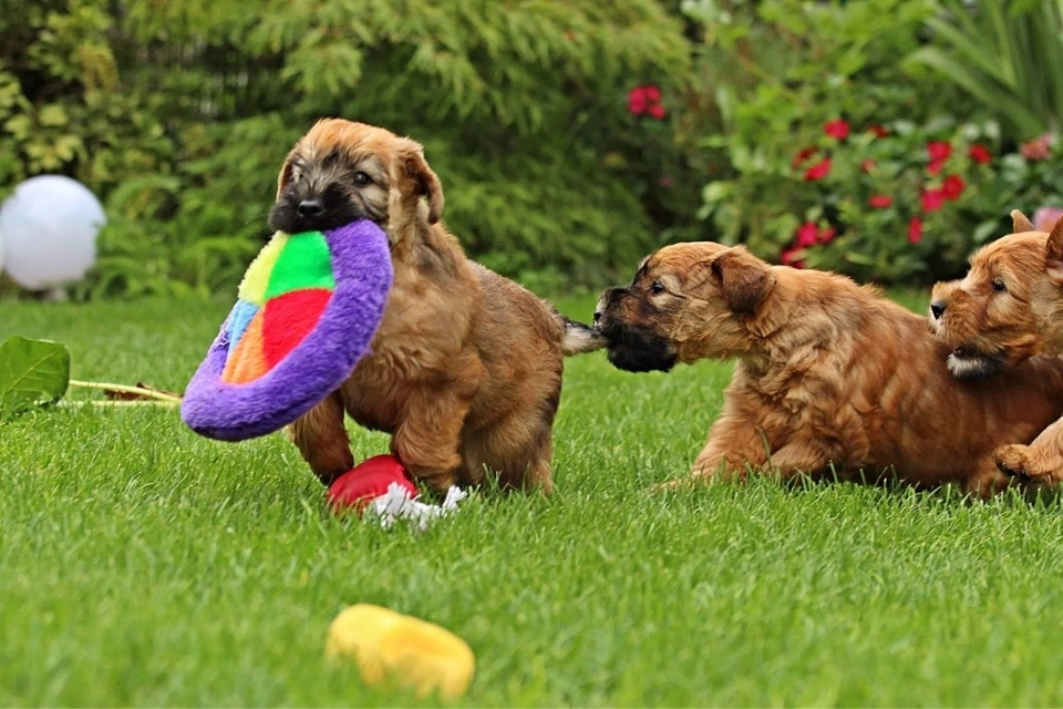 Hunde spielen von Wheaten Vagabond