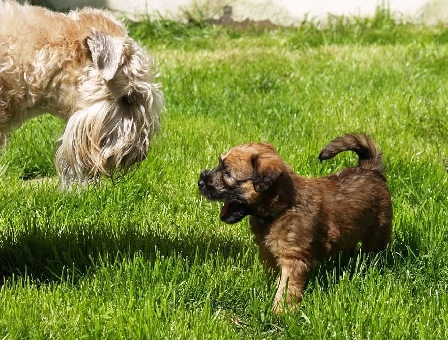Hunde spielen von Wheaten Vagabond