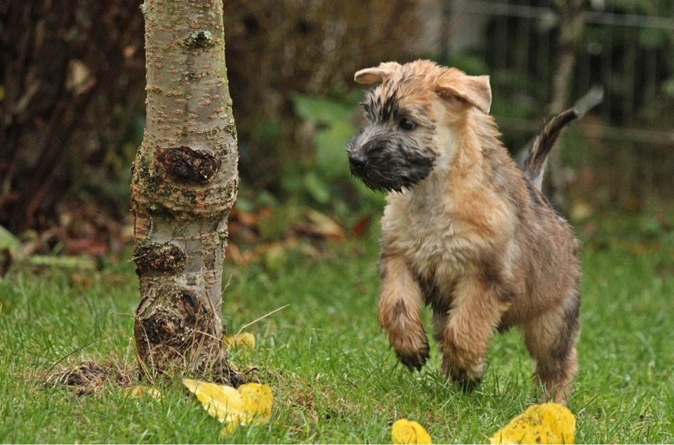 Hunde spielen von Wheaten Vagabond